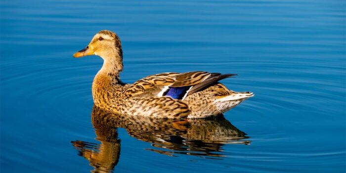 interesting-facts-about-duck