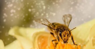 interesting-facts-about-honey-bee