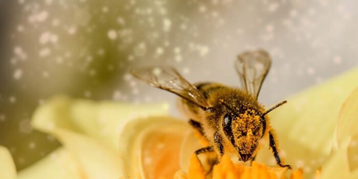 interesting-facts-about-honey-bee