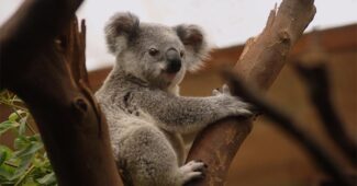 interesting-facts-about-koala