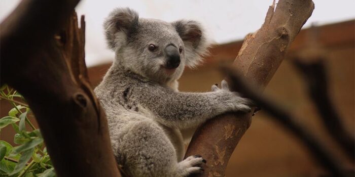 interesting-facts-about-koala