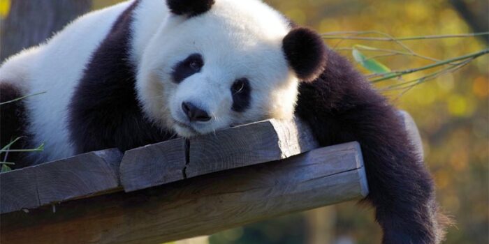 interesting-facts-about-panda