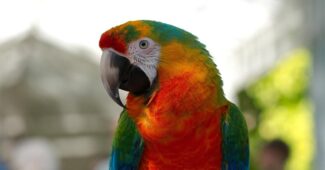 interesting-facts-about-parrots