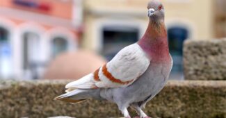 interesting-facts-about-pigeons