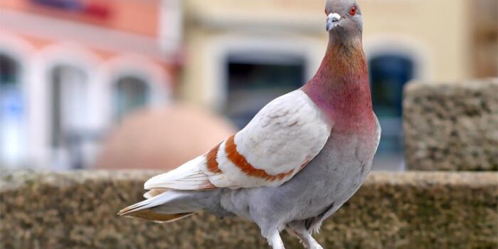 interesting-facts-about-pigeons
