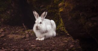 interesting-facts-about-rabbit