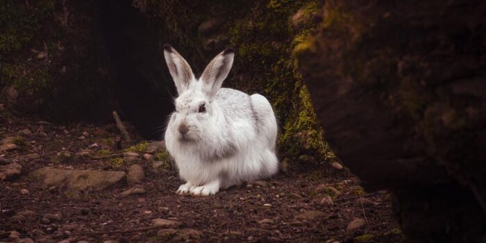 interesting-facts-about-rabbit