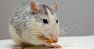 interesting-facts-about-rat