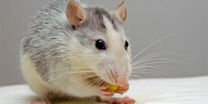 interesting-facts-about-rat