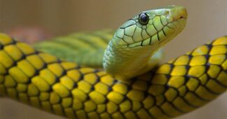 interesting-facts-about-snake