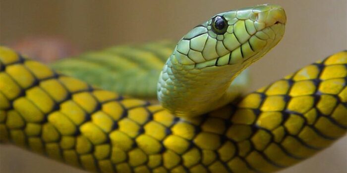 interesting-facts-about-snake