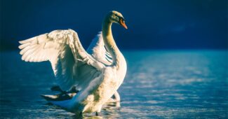 interesting-facts-about-swan