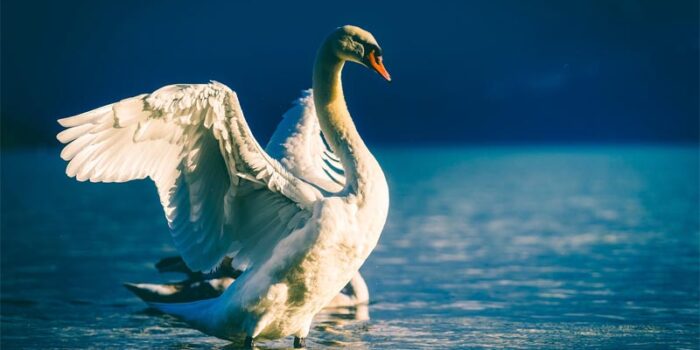 interesting-facts-about-swan