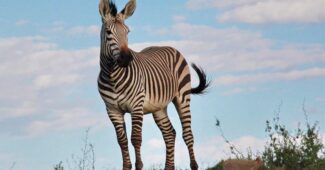 interesting-facts-about-zebra