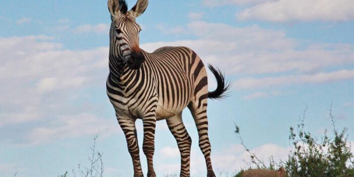 interesting-facts-about-zebra