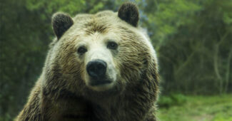 top-10-interesting-facts-about-bear