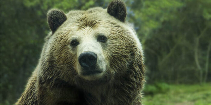 top-10-interesting-facts-about-bear