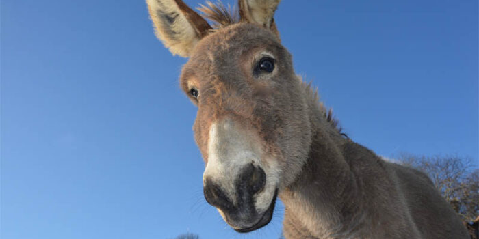 top-10-interesting-facts-about-donkey