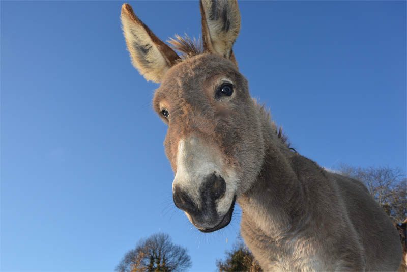 Top 10 interesting facts about donkey Depth World