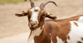 top-10-interesting-facts-about-goat