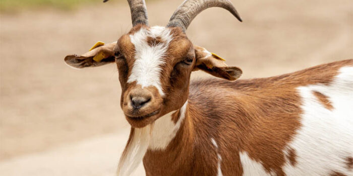 top-10-interesting-facts-about-goat