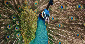 top-10-interesting-facts-about-peacock
