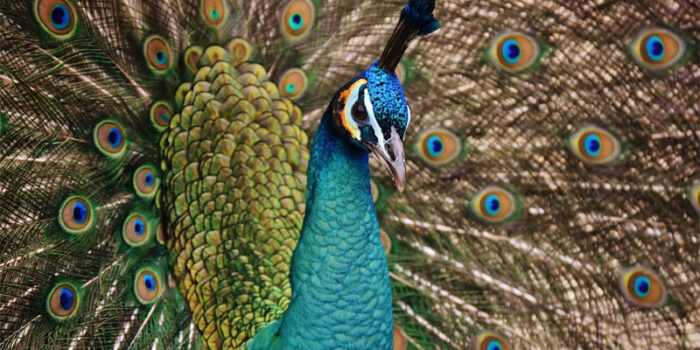 top-10-interesting-facts-about-peacock