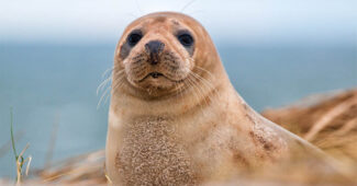 top-10-interesting-facts-about-seal