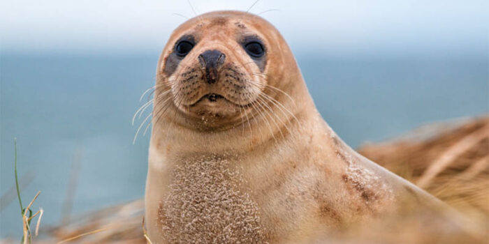 top-10-interesting-facts-about-seal
