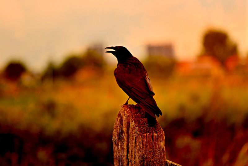 when a crow dies its fellow bird through its funeral