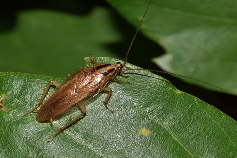 A Cockroach Can Live without ahead for a week