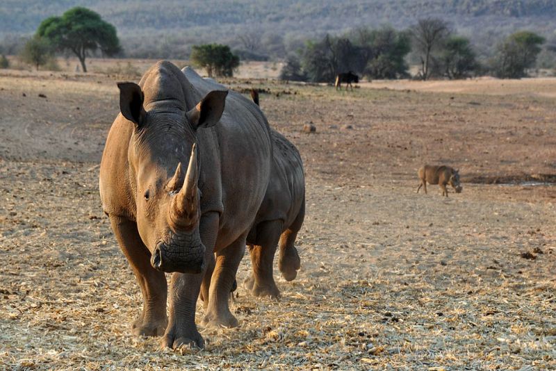 A Rhinos Best Friend is the Oxpecker