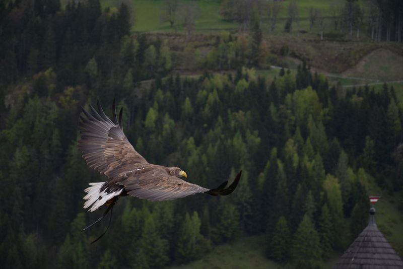 Bald eagles have the largest nests