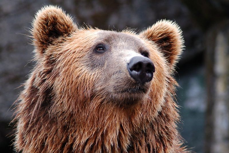 Bears are extraordinarily smart creatures