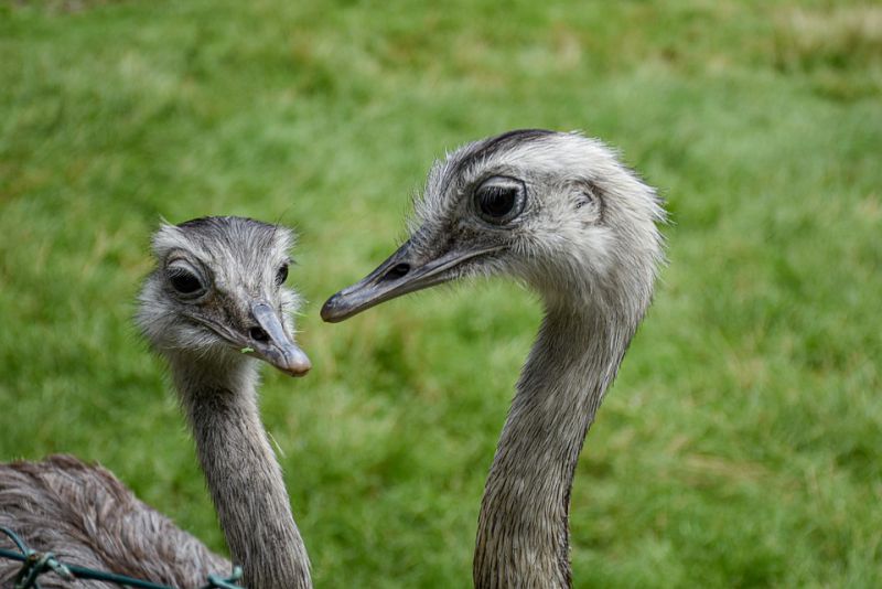 Behavior of an ostrich