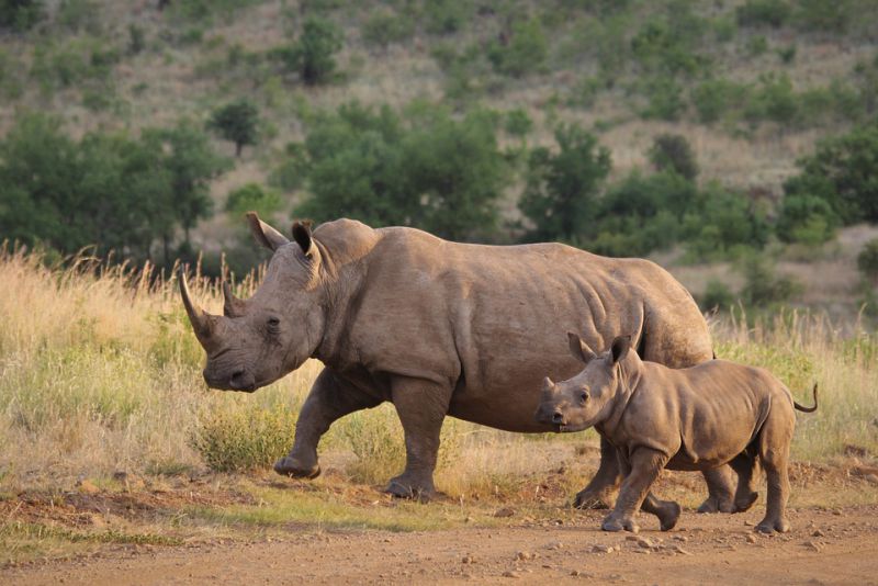 Both humans and rhinos have keratin in their bodies