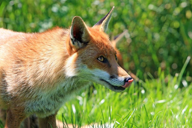 Breeding season of the fox