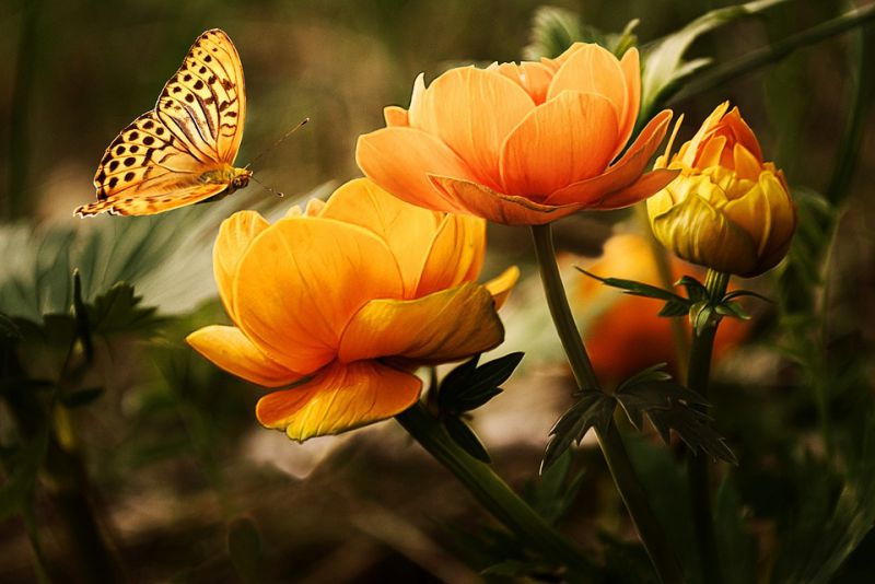 Butterflies Live on an AllLiquid Diet