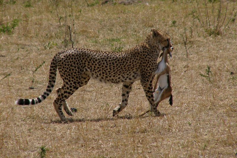 Cheetahs are gradually vanishing from the planet