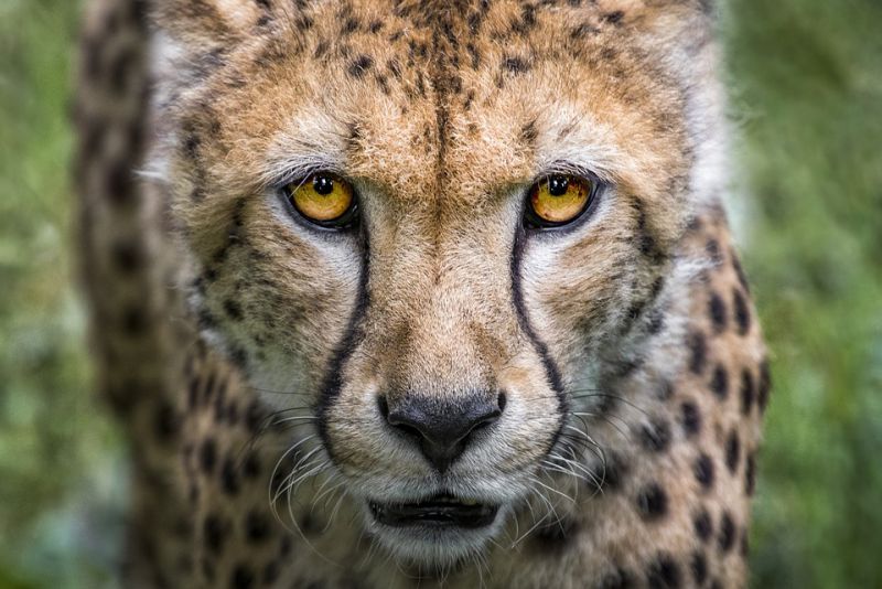 Cheetahs dont roar