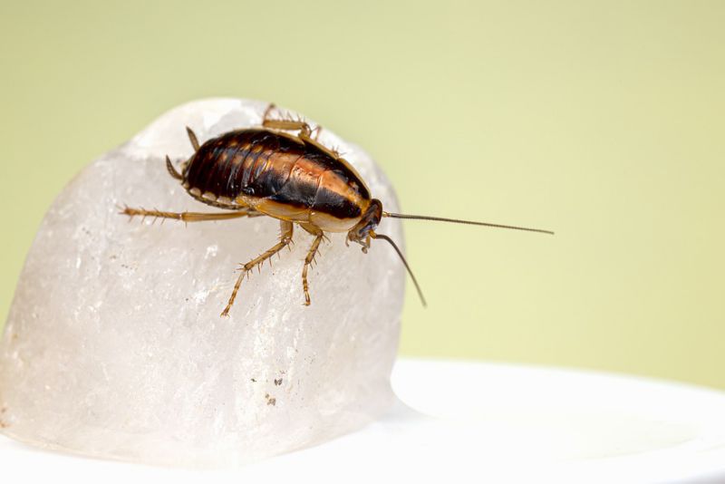 Cockroaches Can Live Without Food for One Month