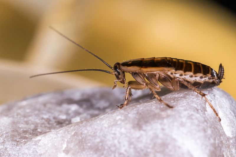 Cockroaches Can hold Their Breath for 40 Minutes