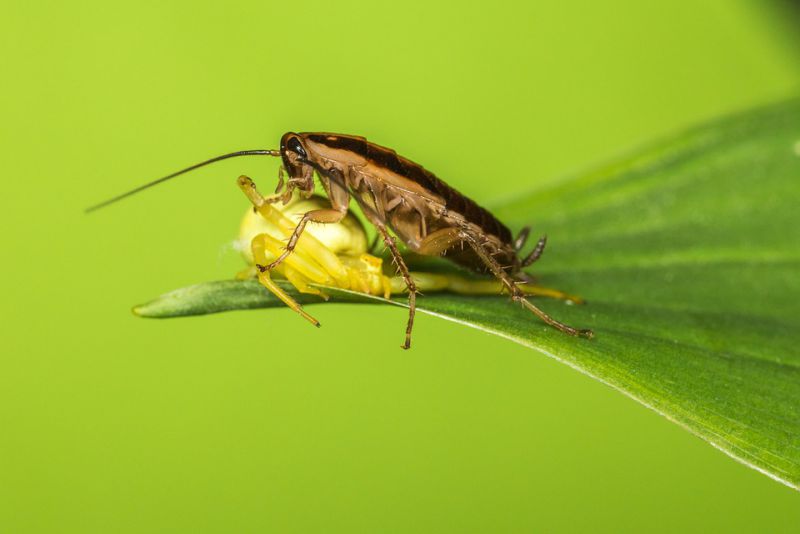 Cockroaches are cannibals