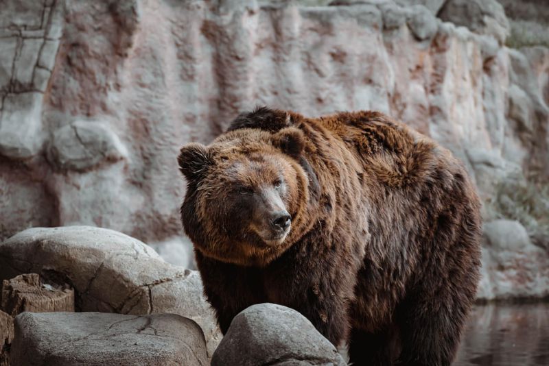 Dancing bears