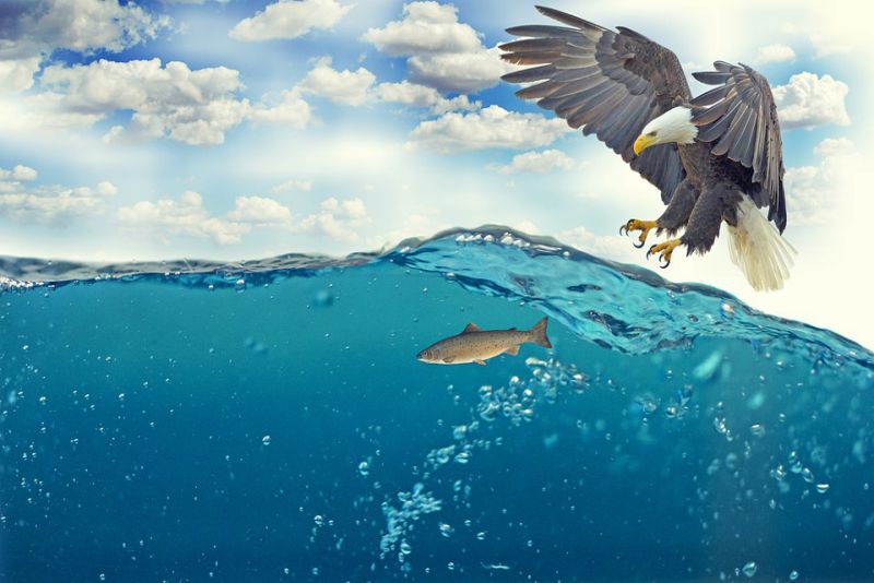 Diet of Eagles - interesting facts about Eagles