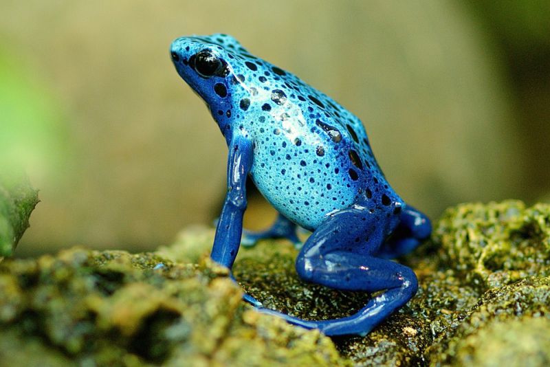 Different colors of frogs