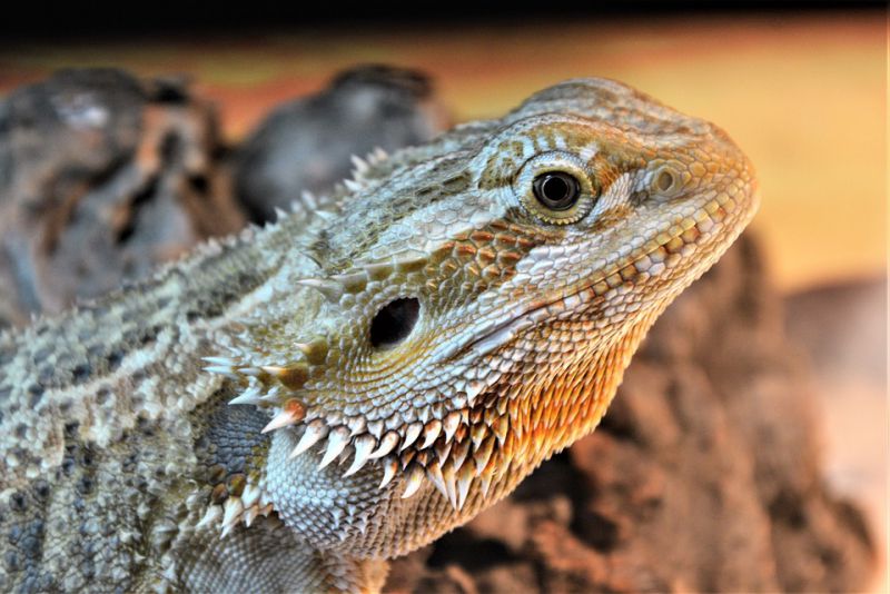 Ears of lizards