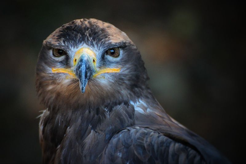 Excellent eyesight - interesting facts about Eagles