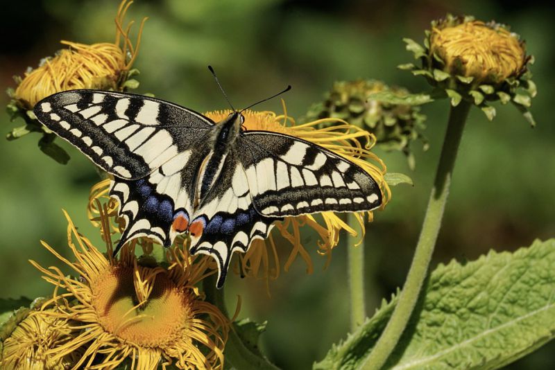 Eyesight of Butterflies