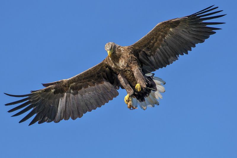 Females are larger than males